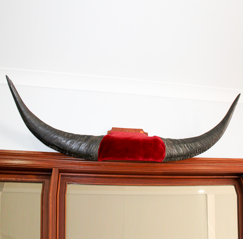 Mounted Buffalo Horns